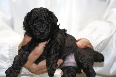 トイプードルブラック(黒色)の子犬オス、生後3週間画