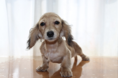 ミニチュアダックスシェイデッドクリームの子犬メス、生後5ヶ月画像