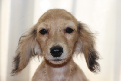 ミニチュアダックスシェイデッドクリームの子犬メス、生後5ヶ月画像