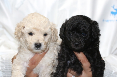 トイプードルホワイト(白色)オスブラック(黒色)オスの子犬、生後4週間画像