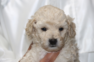 トイプードルホワイト(白色)オスの子犬、生後4週間画像