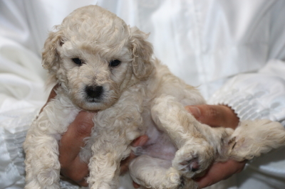 トイプードルホワイト(白色)オスの子犬、生後4週間画像