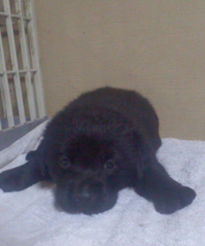 ラブラドールブラック(黒ラブ)の子犬メス、生後1ヵ月画像