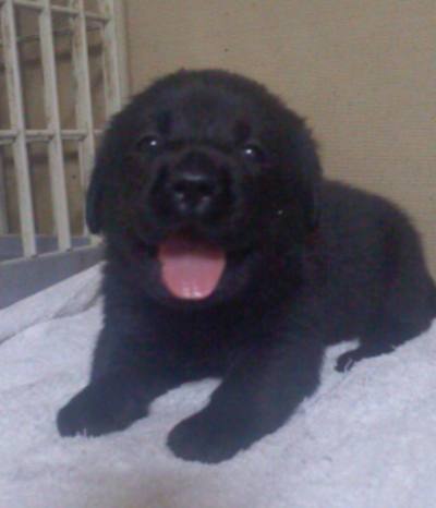ラブラドールブラック(黒ラブ)の子犬メス、生後1ヵ月画像