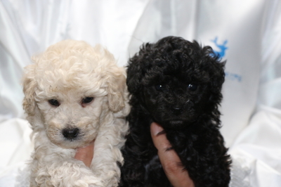 トイプードルホワイト(白色)オスブラック(黒色)オスの子犬、生後5週間画像