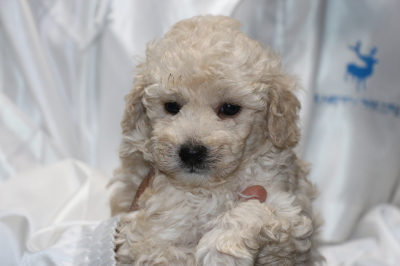 トイプードルホワイト(白色)の子犬、生後5週間画像