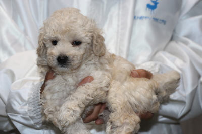 トイプードルホワイト(白色)の子犬、生後5週間画像