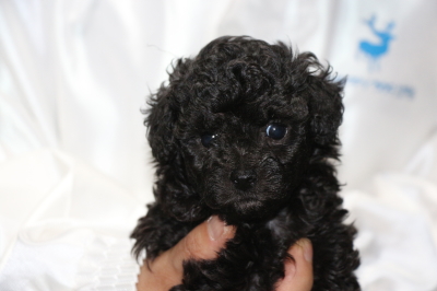 トイプードルブラック(黒色)オスの子犬、生後5週間画像