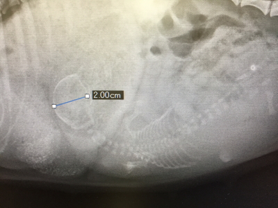 カニンヘンダックスクリーム妊娠犬のレントゲン写真