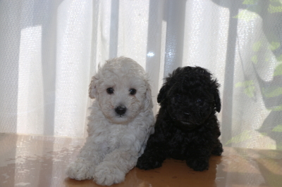 トイプードルホワイト(白色)オスブラック(黒色)オスの子犬、生後6週間画像