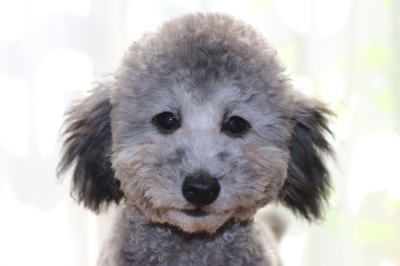 トイプードルシルバーの子犬オス、生後半年画像