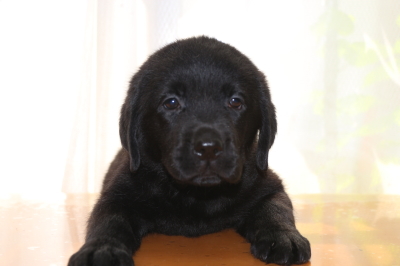 ラブラドールブラック(黒ラブ)の子犬メス、生後50日画像