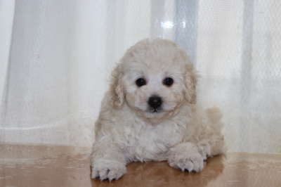 トイプードルホワイト(白色)オスの子犬、生後7週間画像