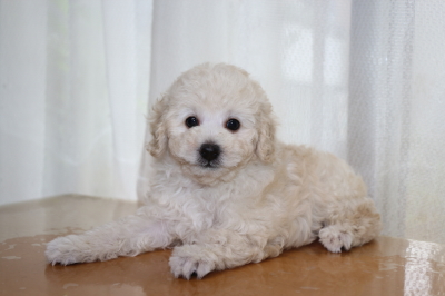 トイプードルホワイト(白色)オスの子犬、生後7週間画像
