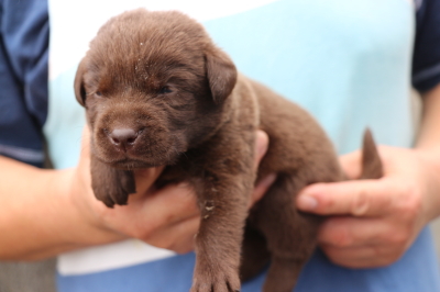 ラブラドールチョコ(チョコラブ)の子犬オス、生後3週間