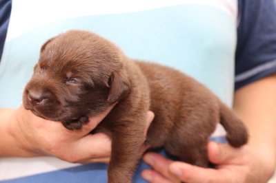 ラブラドールチョコ(チョコラブ)の子犬メス、生後3週間