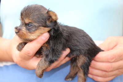 ヨークシャテリアの子犬オス、生後生後5週間画像