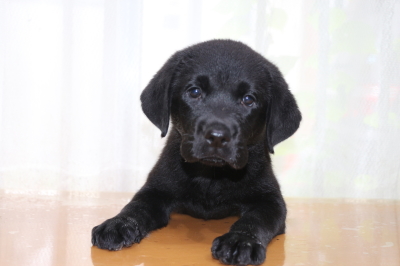 ラブラドールブラック(黒ラブ)の子犬メス、生後2ヵ月画像