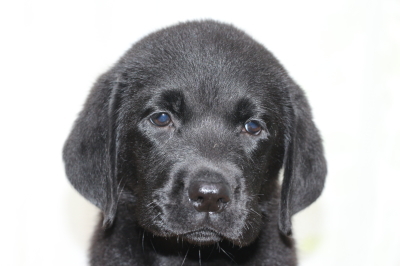 ラブラドールブラック(黒ラブ)の子犬メス、生後2ヵ月画像