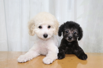 トイプードルホワイト(白)の子犬オスとティーカッププードルシルバーの子犬オス画像