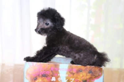 ティーカッププードルシルバーの子犬オス、生後2ヵ月画像