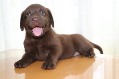 ラブラドールチョコ(チョコラブ)の子犬メス、生後6週間画像