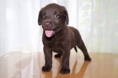 ラブラドールチョコ(チョコラブ)の子犬メス、生後6週間画像