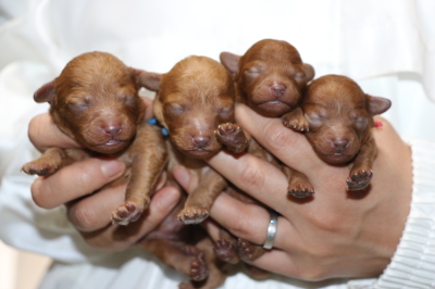 トイプードルレッドアプリコットの子犬オス2頭メス2頭、生後1週間画像