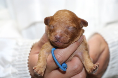トイプードルアプリコットの子犬オス、生後1週間画像