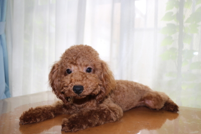 トイプードルレッドの子犬オス、生後7か月画像