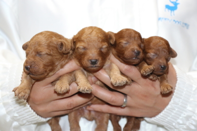 トイプードルレッドの子犬オス2頭メス2頭、生後2週間画像
