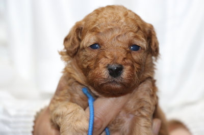 トイプードルアプリコットの子犬オス、生後3週間画像