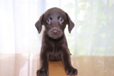 ラブラドールチョコ(チョコラブ)の子犬メス、生後2ヵ月画像