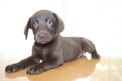 ラブラドールチョコ(チョコラブ)の子犬メス、生後2ヵ月画像