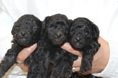 トイプードルシルバーの子犬オス2頭メス1頭、生後3週間画像
