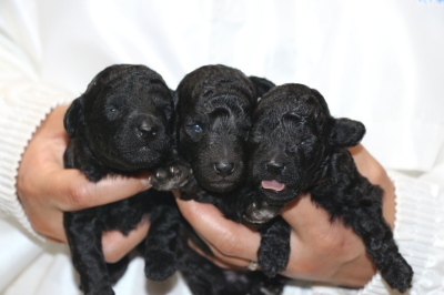 トイプードルシルバーの子犬オス1頭メス2頭、生後2週間画像