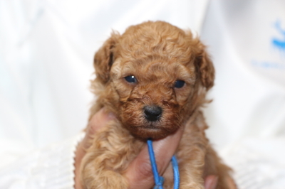 トイプードルの子犬アプリコットオス、生後4週間画像