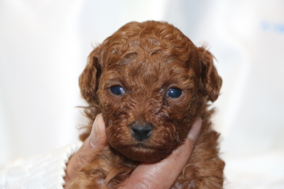 トイプードルの子犬レッドメス、生後4週間画像