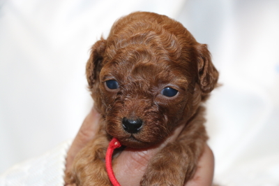 トイプードルの子犬レッドメス、生後4週間画像