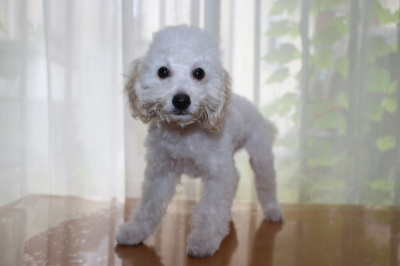 トイプードルホワイト(白色)の子犬オス、生後3ヵ月画像