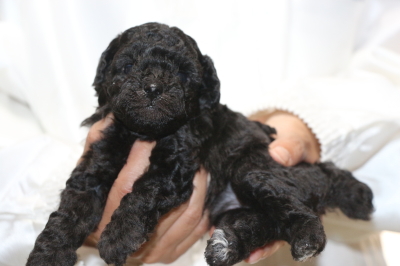イプードルシルバーの子犬メス、生後4週間画像
