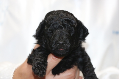 トイプードルシルバーの子犬オス1頭、生後3週間画像