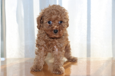 トイプードルアプリコットの子犬オス、生後6週間画像