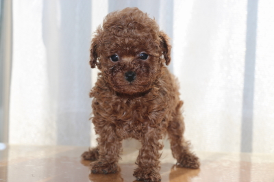 ティーカッププードルレッドの子犬メス、生後6週間画像