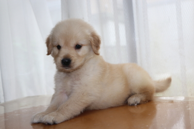 ゴールデンレトリバーの子犬オス、生後7週間画像