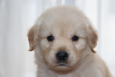 ゴールデンレトリバーの子犬オス、生後7週間画像
