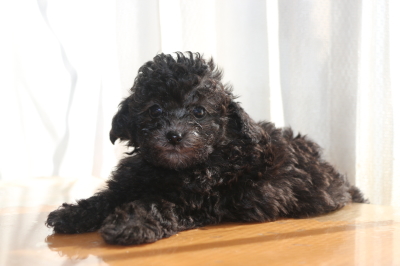 トイプードルシルバーの子犬オス、生後6週間画像
