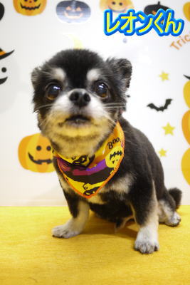 千葉県船橋市のチワワのトリミング画像