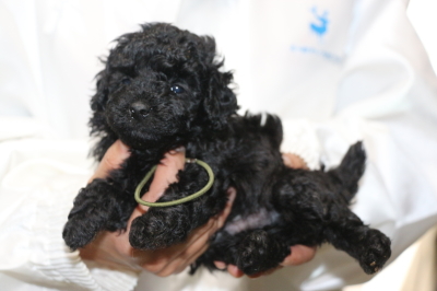 トイプードルブラックの子犬オス、生後5週間画像