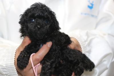 トイプードルブラックの子犬メス、生後5週間画像